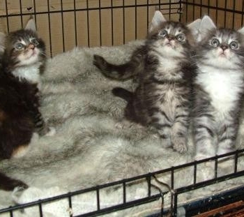 Ogłoszenie - Dostępne kocięta rasy Mane Coon. Napisz do nas na WhatsApp: +447490124950