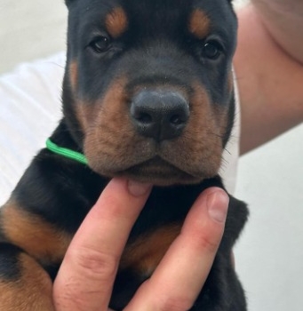 Ogłoszenie - Doberman – szczenięta na sprzedaż