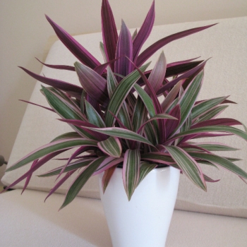 Ogłoszenie - Reo meksykańskie trzykrotka tradeskancja piękna wielokolorowa roślinka