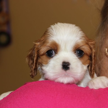 Ogłoszenie - Cavalier King Charles Spaniel szczeniaczki ZKwP po CH.PL.