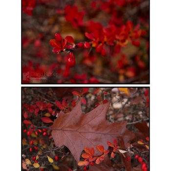 Ogłoszenie - Sesje fotograficzne