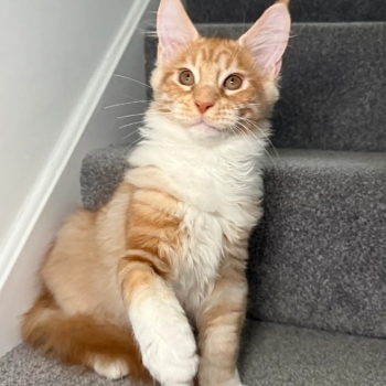 Ogłoszenie - One Girl One Boy Ready To Leave❤️💙