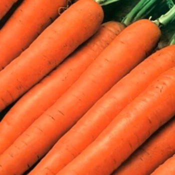 Ogłoszenie - Marchew