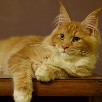 Ogłoszenie - 🐾🦁 *TICA REG* GINGER MAINE COON KITTENS🦁🐾