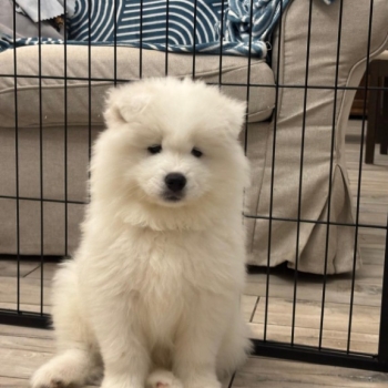 Ogłoszenie - Samoyed Samojed FCI / ZKwP szczeniak do odbioru po 10 grudnia