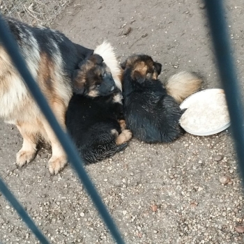 Ogłoszenie - Szczeniaki owczarki niemieckie - Augustów - 1 250,00 zł