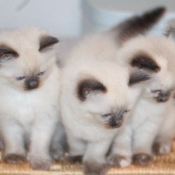 Ogłoszenie - Ręcznie hodowane kocięta rasy ragdoll. Napisz do nas na WhatsApp: +447490124950