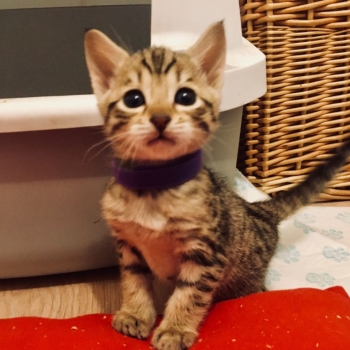 Ogłoszenie - Oferujemy kocięta rasy Savannah od F1 do F4. Napisz do nas na WhatsApp: +447490124950