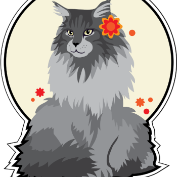 Ogłoszenie - Koty z azylu do bezpłatnej adopcji!