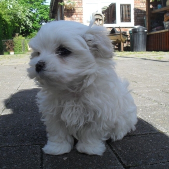 Ogłoszenie - Dwa szczenięta rasy maltańczyk Teacup potrzebują nowej rodziny. Napisz do nas na WhatsApp: +447490124950 - Bełchatów - 850,00 zł