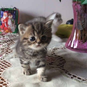 Ogłoszenie - Kocięta egzotyczne krótkowłose na sprzedaż. Napisz do nas na WhatsApp: +447490124950