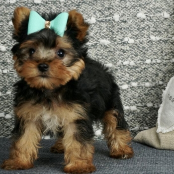 Ogłoszenie - 12-tygodniowe szczenięta yorka. Napisz do nas na WhatsApp: +447490124950