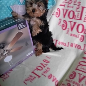 Ogłoszenie - Sprzedam Yorki Terrier 2 pieski i 2suczki