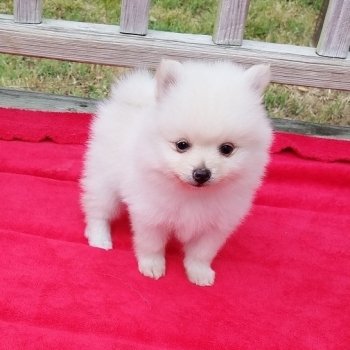 Ogłoszenie - Dwa wspaniałe szczeniaki rasy pomeranian z pucharem T. Napisz do nas na WhatsApp: +447490124950