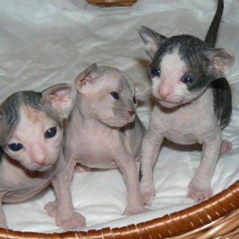 Ogłoszenie - Zdrowe kocięta rasy Sfinks, kocurki i kotki szukają nowych domów. Napisz do nas na WhatsApp: +447490124950