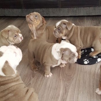 Ogłoszenie - Przepiękne szczenięta buldoga angielskiego. Napisz do nas na WhatsApp: +447490124950