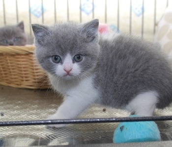 Ogłoszenie - Kociak brytyjski krótkowłosy dostępny. Napisz do nas na WhatsApp: +447490124950