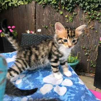 Ogłoszenie - Oszałamiające kocięta bengalskie w kolorze rozety. Napisz do nas na WhatsApp: +447490124950