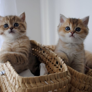 Ogłoszenie - Kocięta Szkockie Zwisłouche. Napisz do nas na WhatsApp: +447490124950