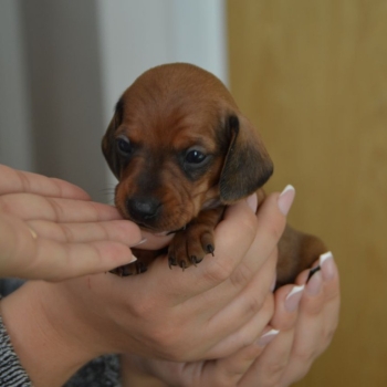 Ogłoszenie - Szczeniaki rasy holenderski hun. Napisz do nas na WhatsApp: +447490124950