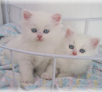 Ogłoszenie - Kocięta perskie na sprzedaż. Napisz do nas na WhatsApp: +447490124950