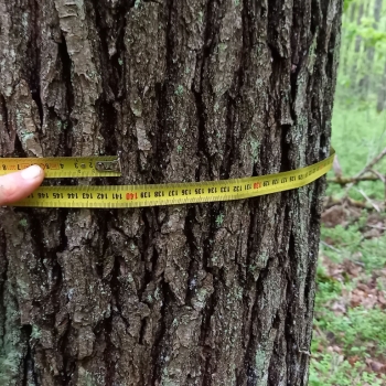 Ogłoszenie - Działka leśna