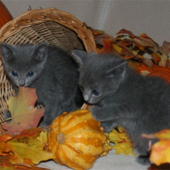 Ogłoszenie - Kocięta Rosyjskie Niebieskie. Napisz do nas na WhatsApp: +447490124950