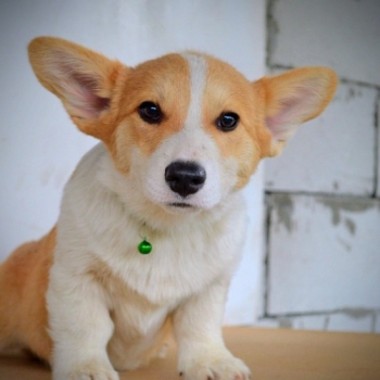 Ogłoszenie - Welsh Corgi Pembroke – Piękne szczenięta