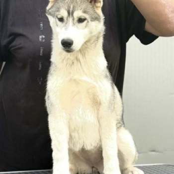 Ogłoszenie - Siberian Husky – suczka szczeniak