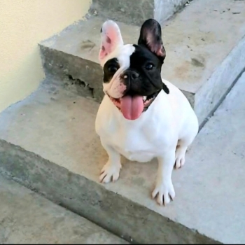 Ogłoszenie - Buldog Francuski – piękne szczenięta