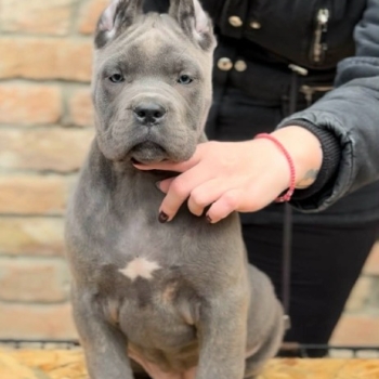 Ogłoszenie - Cane Corso szczenięta
