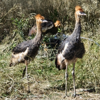 Ogłoszenie - Koronnik szary