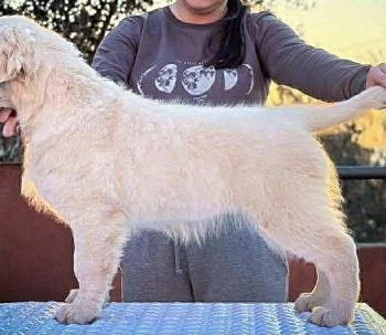 Ogłoszenie - Golden Retriever – Szczeniak