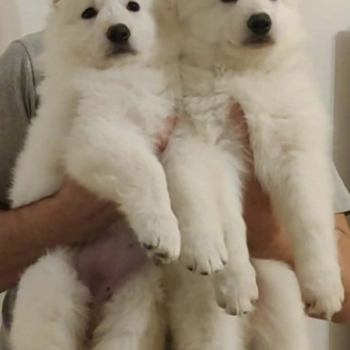 Ogłoszenie - Biały Owczarek Szwajcarski – Szczenięta