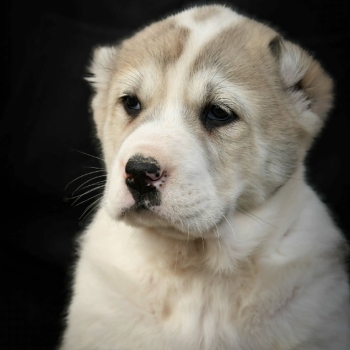 Ogłoszenie - Owczarek Środkowoazjatycki – szczenięta najwyższej jakości