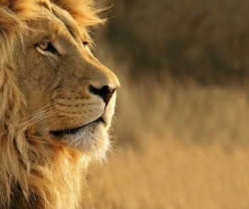 Ogłoszenie - Traditional Healer  ♥✯✨+277*9029 *3623 ✨  ✯♥✯Sangoma, Bring back lost lover / love spell caster IN Kimberley , Kirkwood