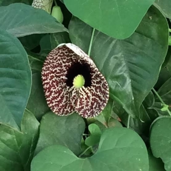 Ogłoszenie - TRADITIONAL HEALER IN Newcastle  [✨+277*9029 *3623 ✨ ]] ⓶SANGOMA / SPIRITUAL HEALER in Amanzimtoti, Bergville, Blouberg,