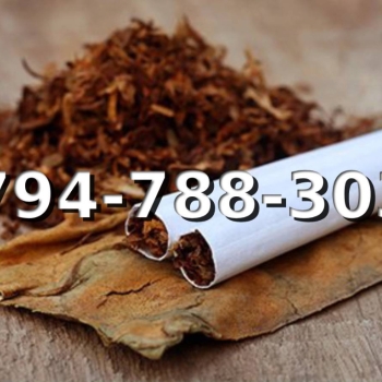 Ogłoszenie - EXTRA Tani Tytoń na wagę PREMIUM 110 PLN / 1KG