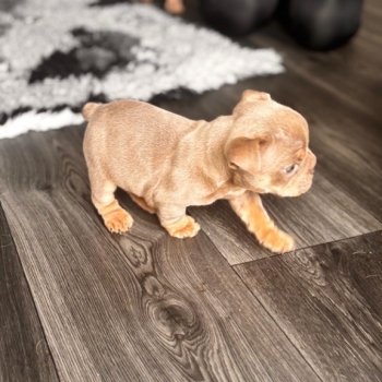 Ogłoszenie - English Bulldog Puppies