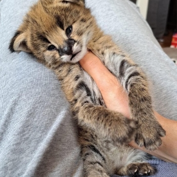 Ogłoszenie - Savannah z małymi kociętami karakalowymi