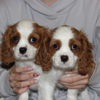 Ogłoszenie - Cavalier King Charles Spaniel szczeniaczki ZKwP po CH.PL. - Częstochowa - 6 000,00 zł