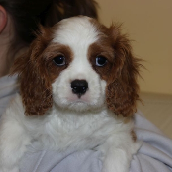 Ogłoszenie - Cavalier King Charles Spaniel szczeniaczki ZKwP po CH.PL. - Częstochowa - 5 500,00 zł