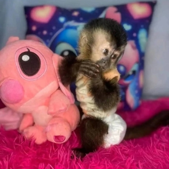 Ogłoszenie - Zdrowe młode małpki kapucynki do adopcji