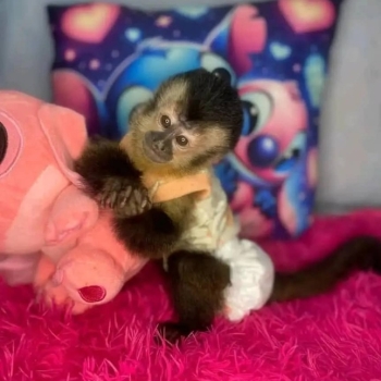 Ogłoszenie - Dostępne są małpki kapucynki.