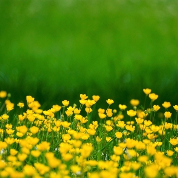 Ogłoszenie - Inwentaryzacja przyrodnicza, raport środowiskowy, tel. 504-746-203, cennik