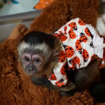 Ogłoszenie - Urocze małpki kapucynki szukają nowego domu.