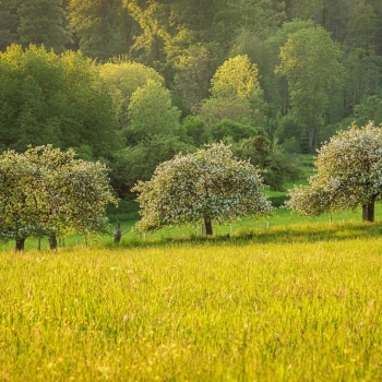 Ogłoszenie - Nadzór z ochrony środowiska nad inwestycją. tel. 504-746-203. Raport środowiskowy Prowadzenie nadzoru przyrodniczego,