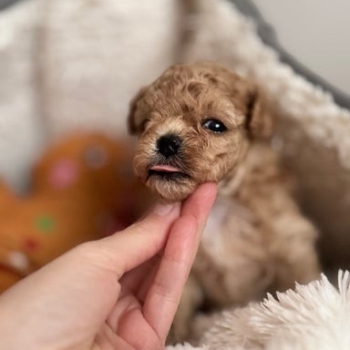 Ogłoszenie - Luksusowe, pluszowe buźki koreańskich/azjatyckich maltipoo✨