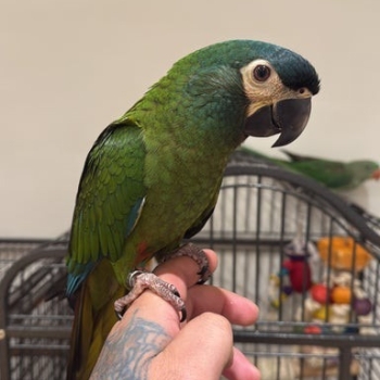 Ogłoszenie - Ara niebieskoskrzydła