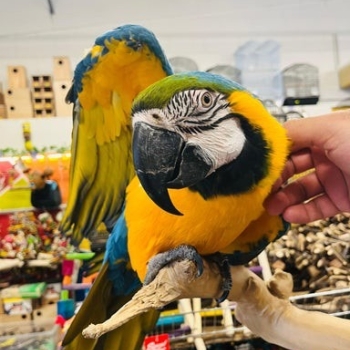 Ogłoszenie - Super oswojona samica ary niebiesko-złotej